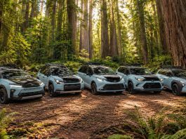 Five Toyota Woodland concepts in Horizon Blue lined up on a dirt clearing in a redwood forest